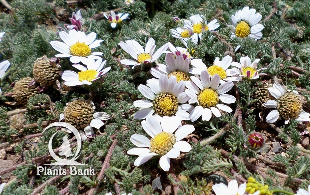 Anacyclus pyrethrum Depressus - Datasheet