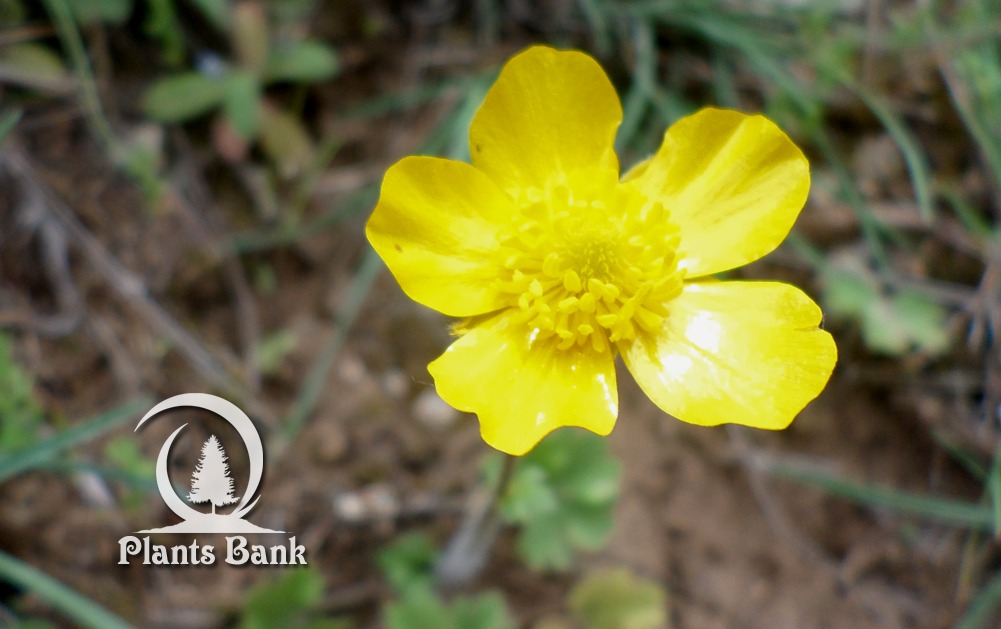 Ranunculus bulbosus - Datasheet