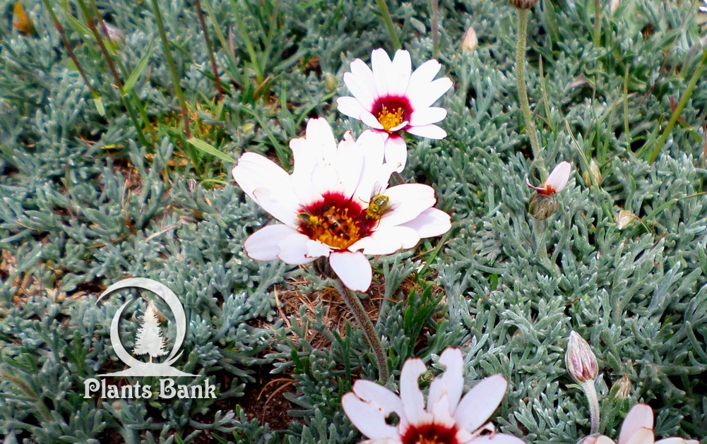 Rhodanthemum catananche - Datasheet