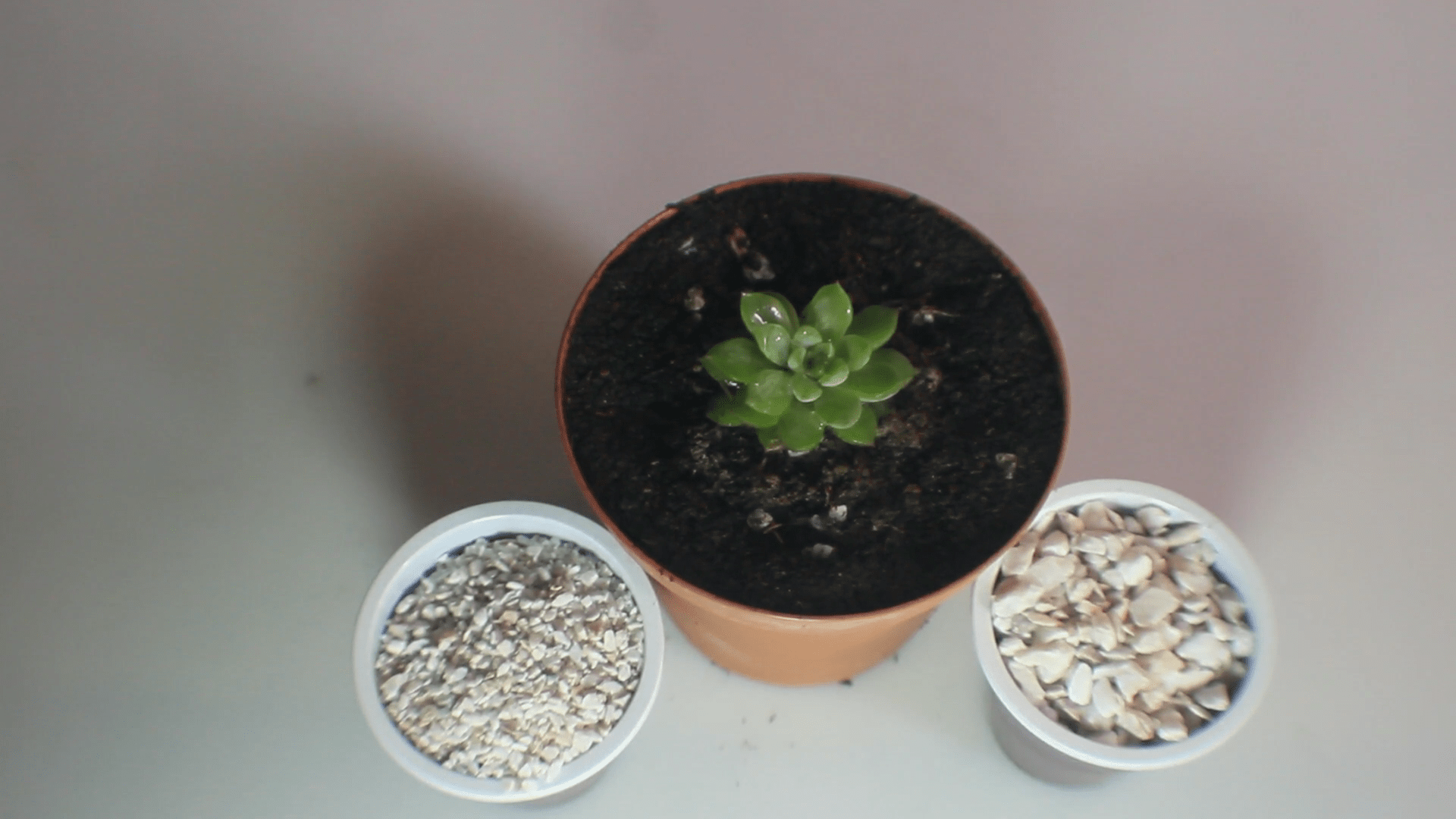 How To Grow Echeveria Plant How to grow echeveria plant