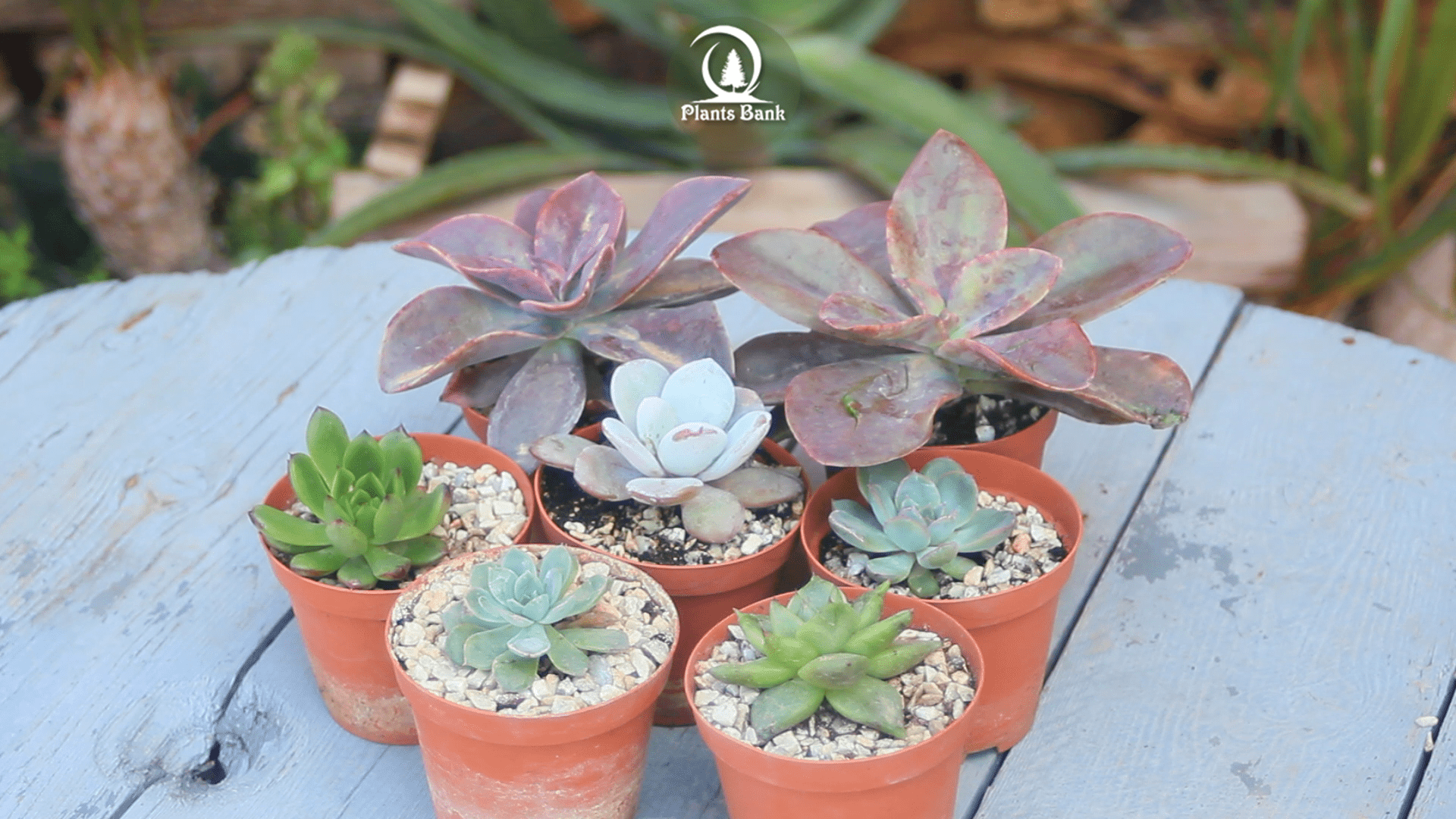 How to Grow Echeveria Plant