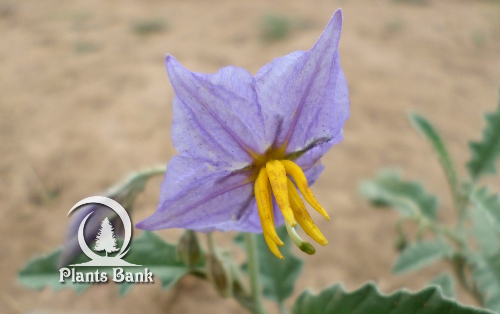 Solanum Elaeagnifolium Datasheet