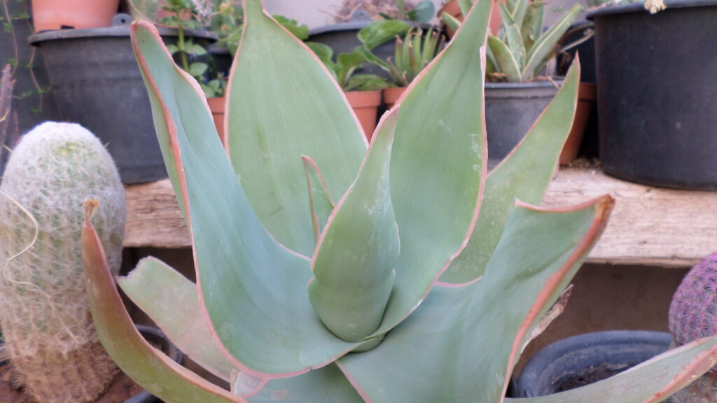 Aloe Striata Hardy Aloe Seeds – Exotic Succulent, Cacti & Succulents