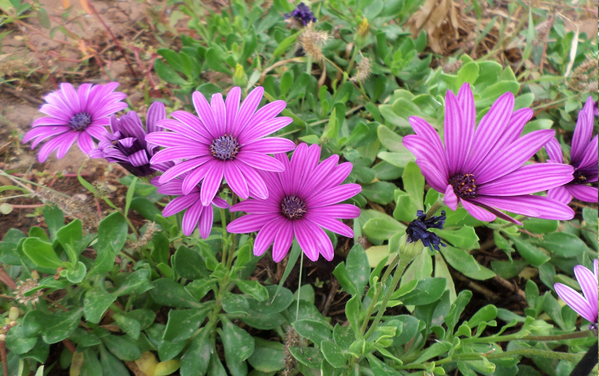 Simple 8 Ways To Earn Money From Plants