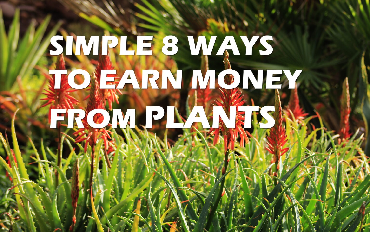 How Much Money Can You Make Off 12 Plants