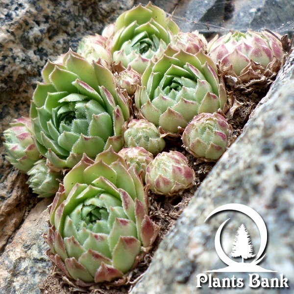 Sempervivum atlanticum