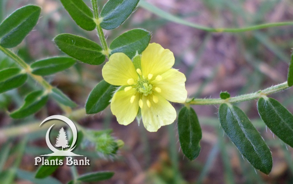 Tribulus terrestris Datasheet