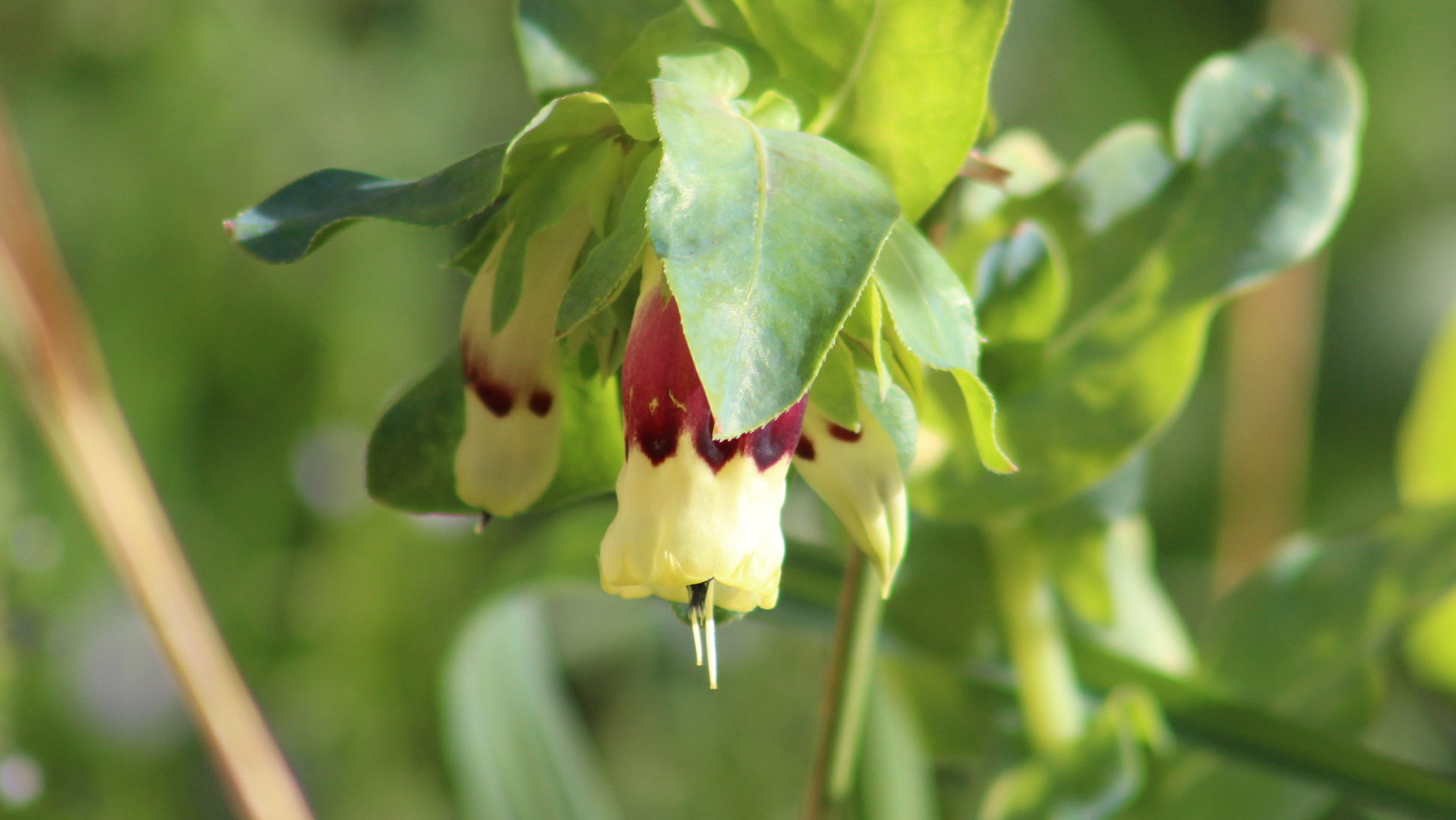 Cerinthe major