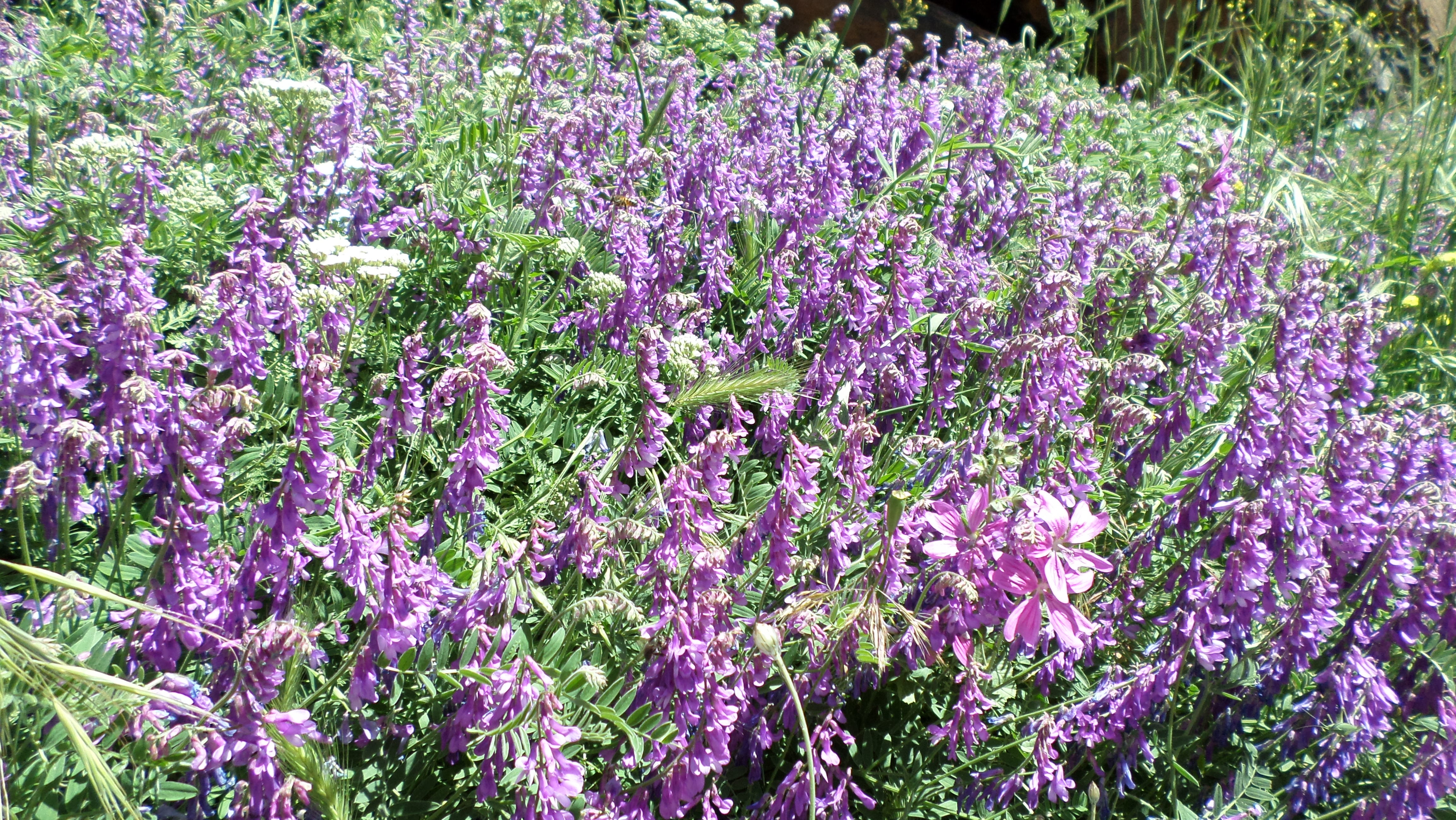 Vicia tenuifolia