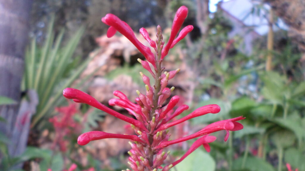 Plants Bank Plants Database