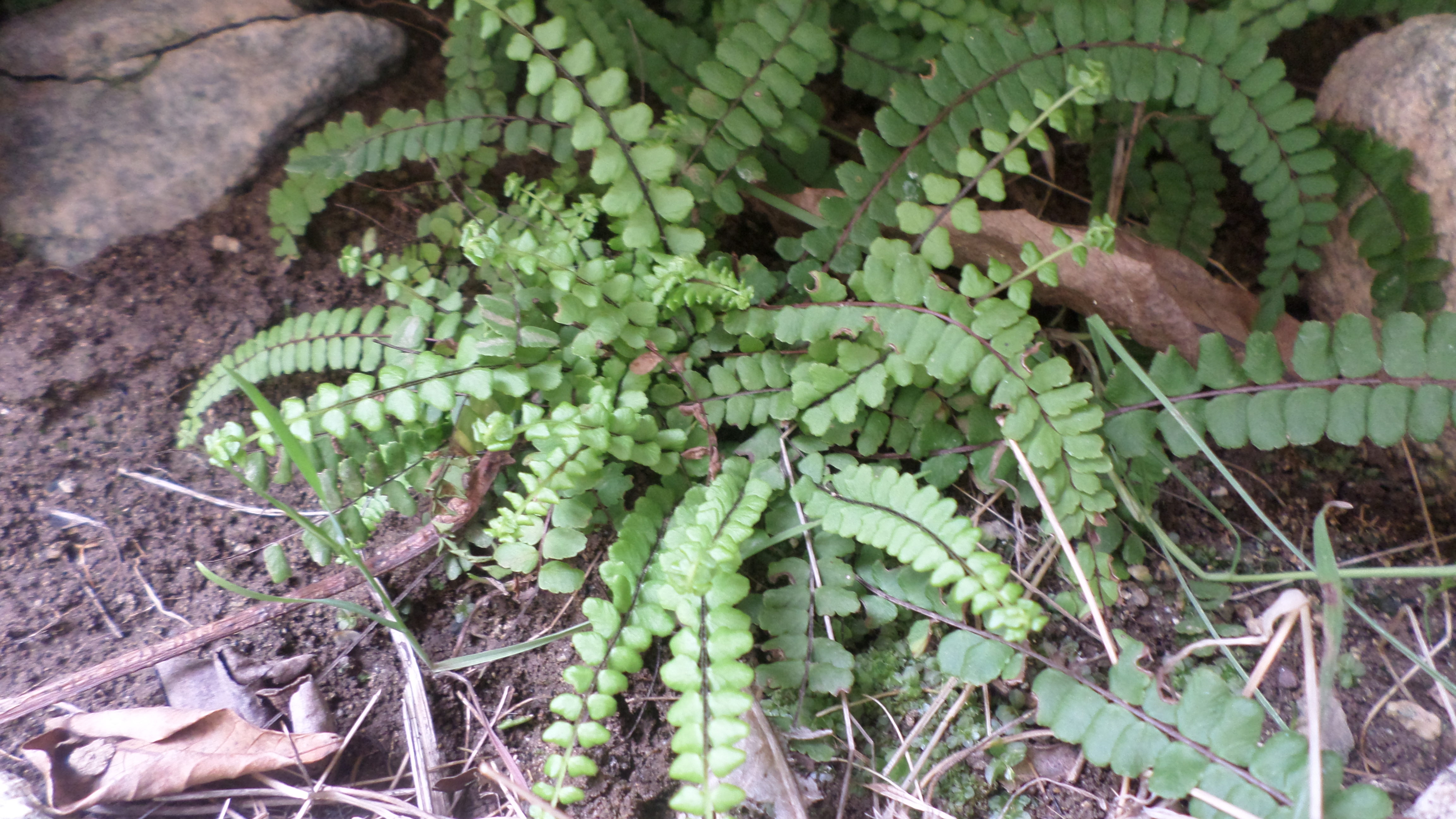 Asplenium Trichomanes   Cropped SAM 4426 