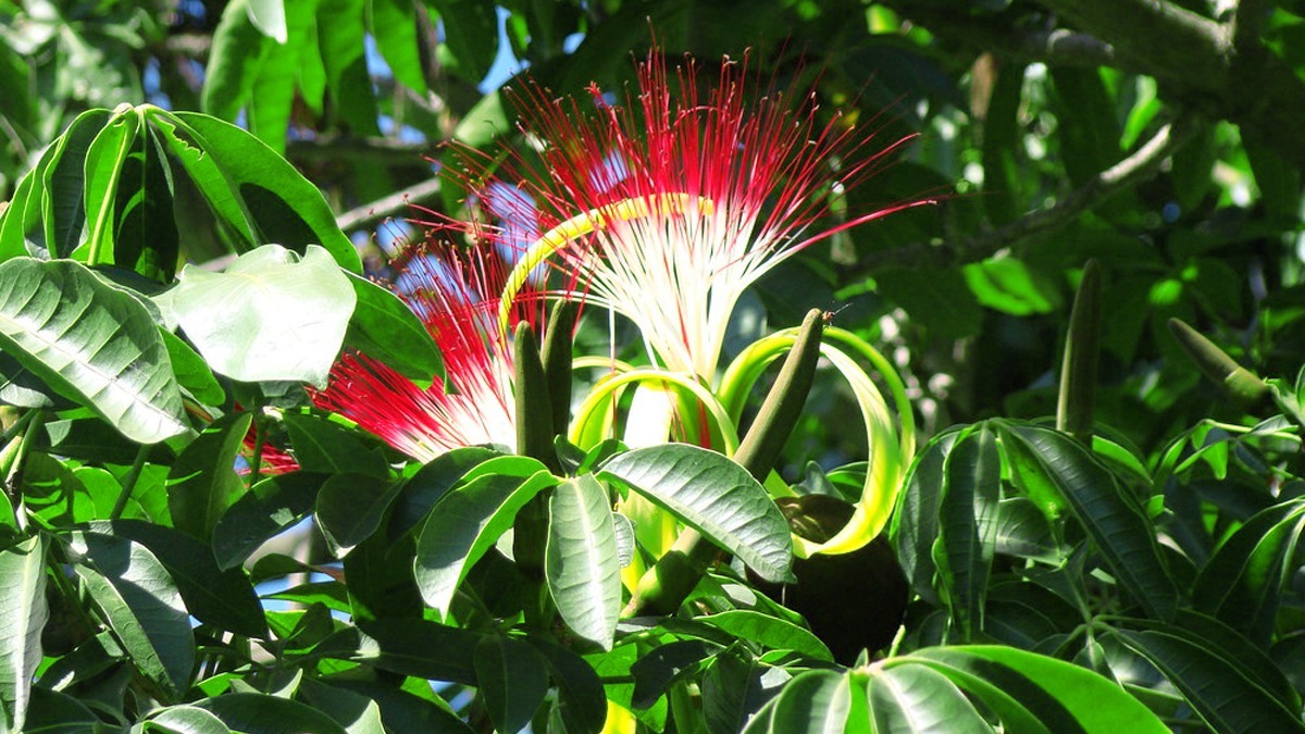 10 PLANTS BRING GOOD LUCK, HAPPINESS AND MONEY