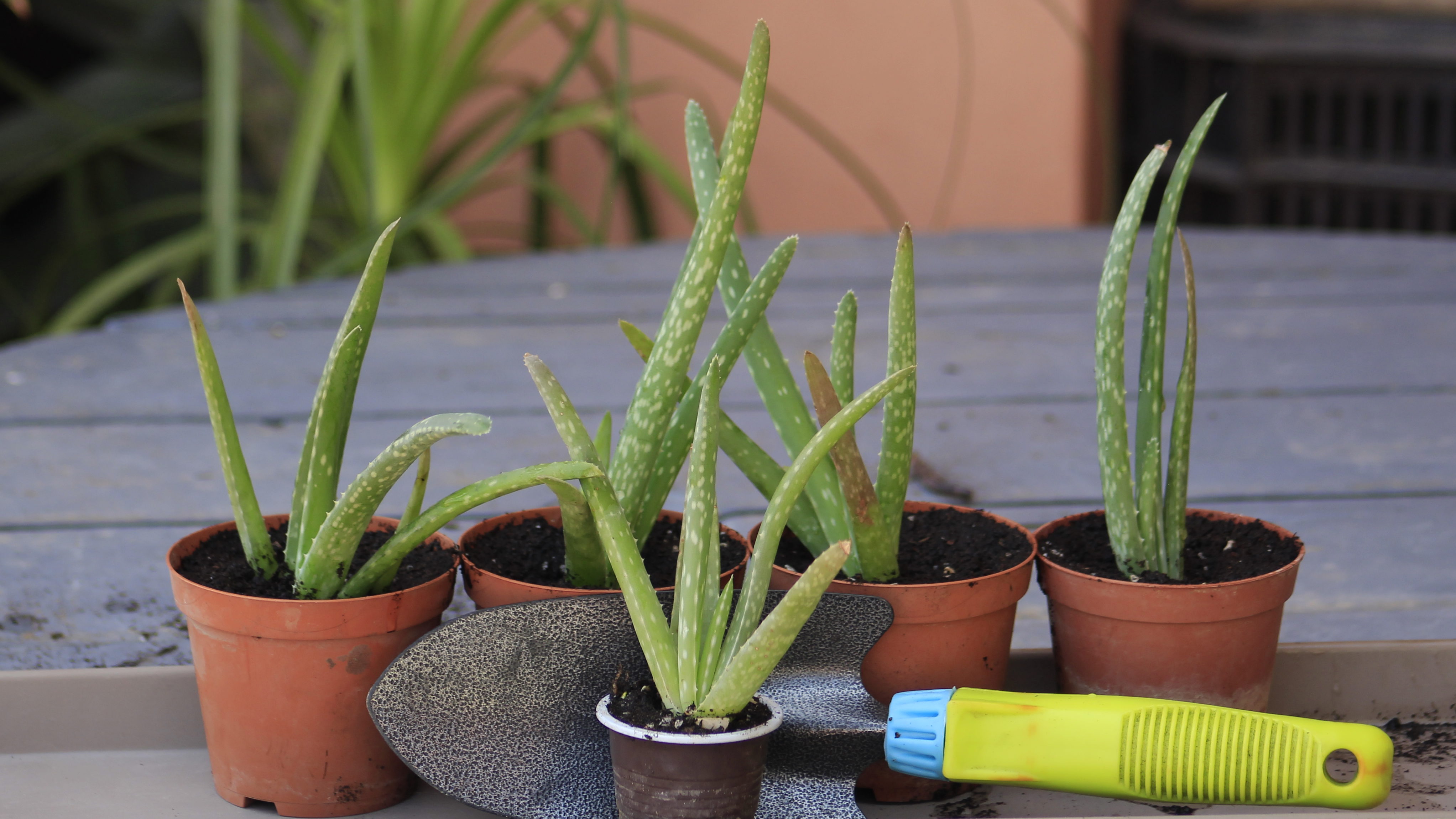 HOW TO GROW AND CARE OF ALOE VERA