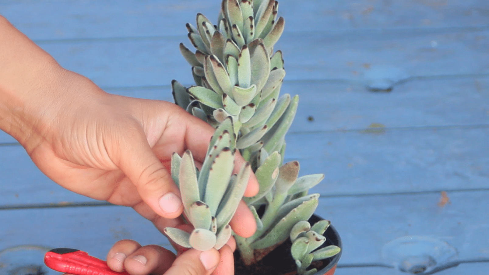 How to grow Velvet Leaf Kalanchoe