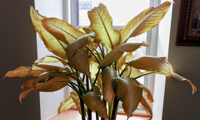 how to revive dying houseplants