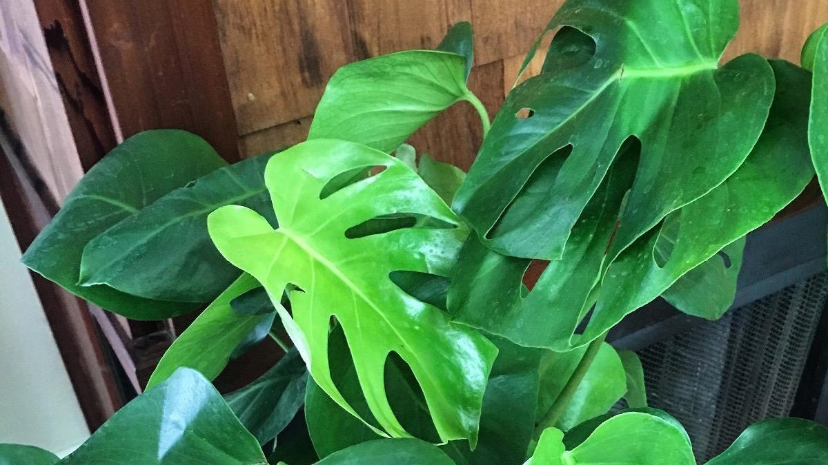 monstera-deliciosa-datasheet-plantsbank