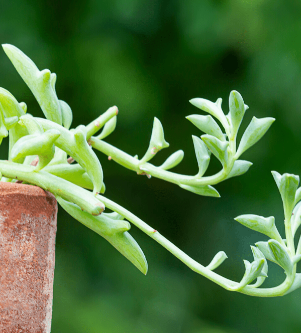 7 POPULAR TYPES OF STRING PLANTS - plants bank