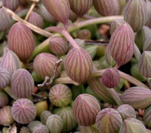 7 POPULAR TYPES OF STRING PLANTS