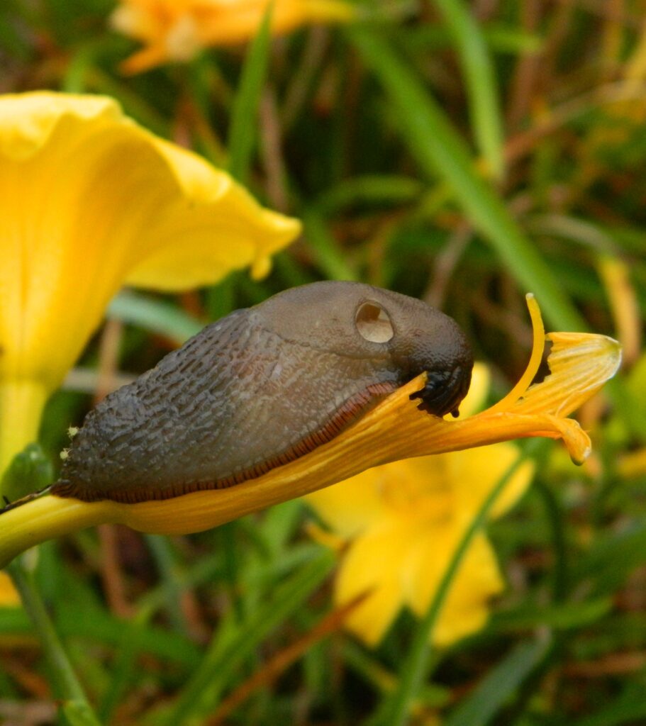 EASY NATURAL WAYS TO KEEP SLUGS OUT OF YOUR GARDEN - plants bank