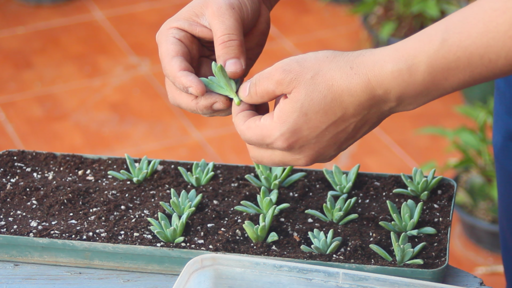 How to make a succulent mother plant? Sedum