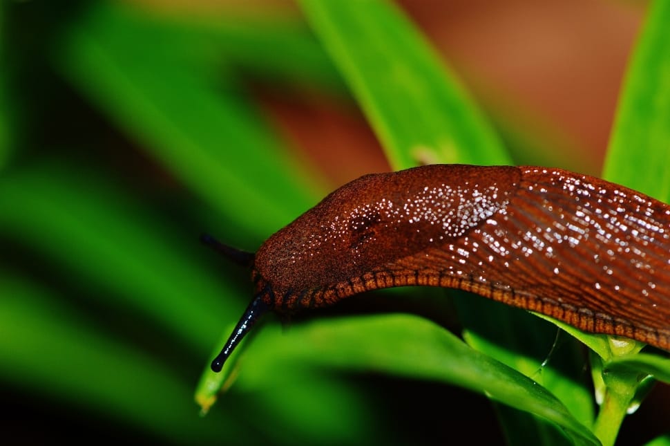 EASY NATURAL WAYS TO KEEP SLUGS OUT OF YOUR GARDEN 