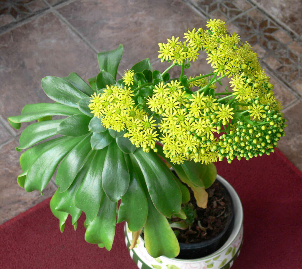 HOW TO GROW AND CARE FOR AEONIUM PLANTS? - plants bank