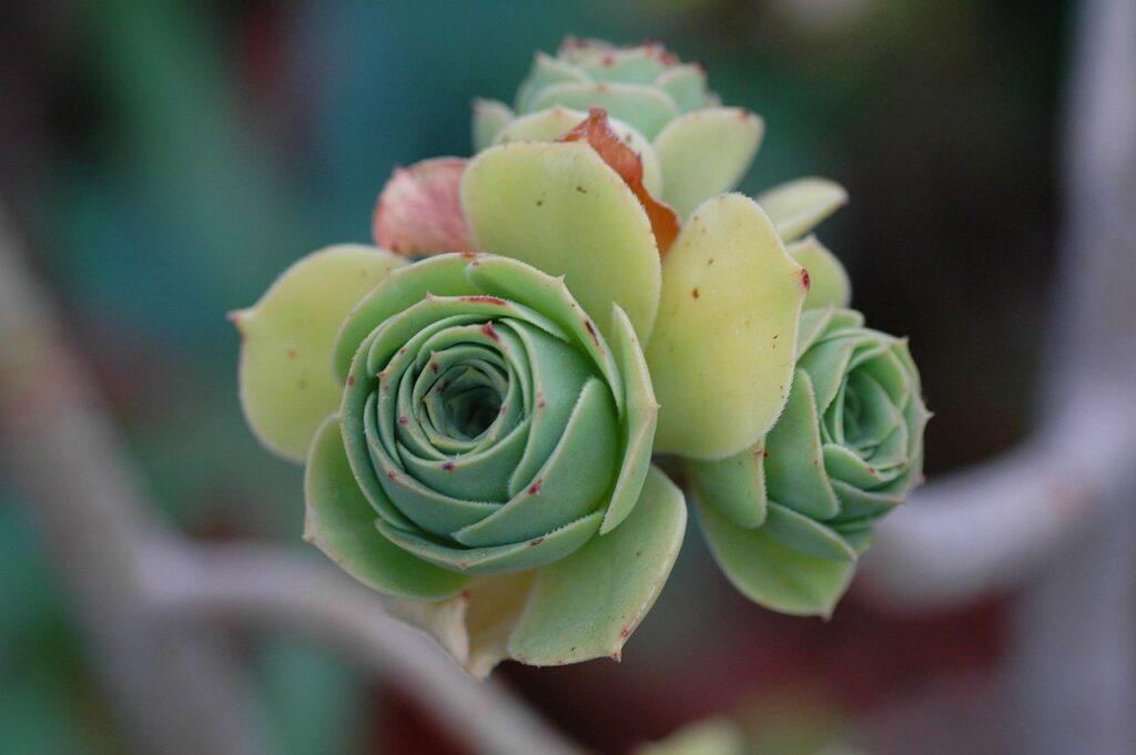 HOW TO GROW AND CARE FOR AEONIUM PLANTS? - plants bank