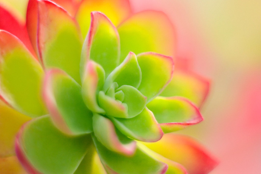 HOW TO GROW AND CARE FOR AEONIUM PLANTS? - plants bank