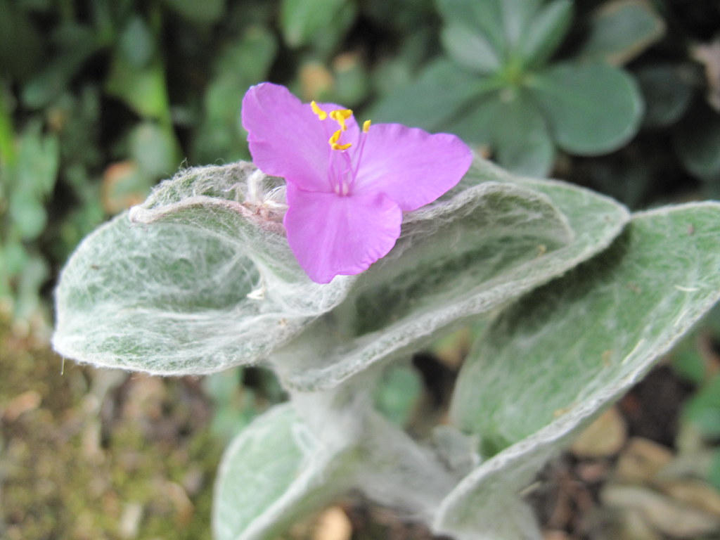 9 TYPES OF WANDERING JEW PLANTS (TRADESCANTIA) - SPECIES AND CARE TIPS - plants bank