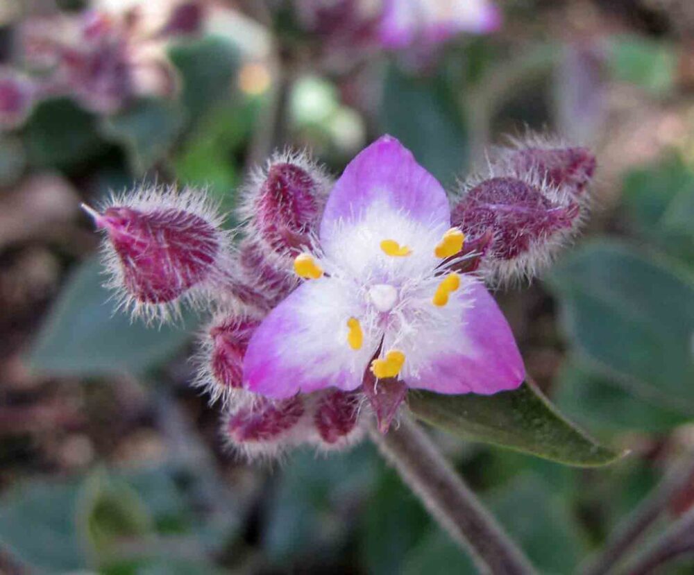 9 TYPES OF WANDERING JEW PLANTS (TRADESCANTIA) - SPECIES AND CARE TIPS - plants bank