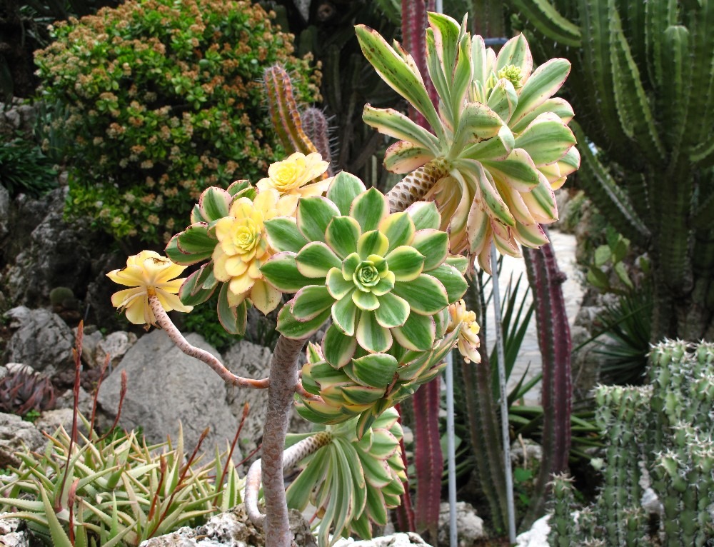 HOW TO GROW AND CARE FOR AEONIUM PLANTS? - plants bank