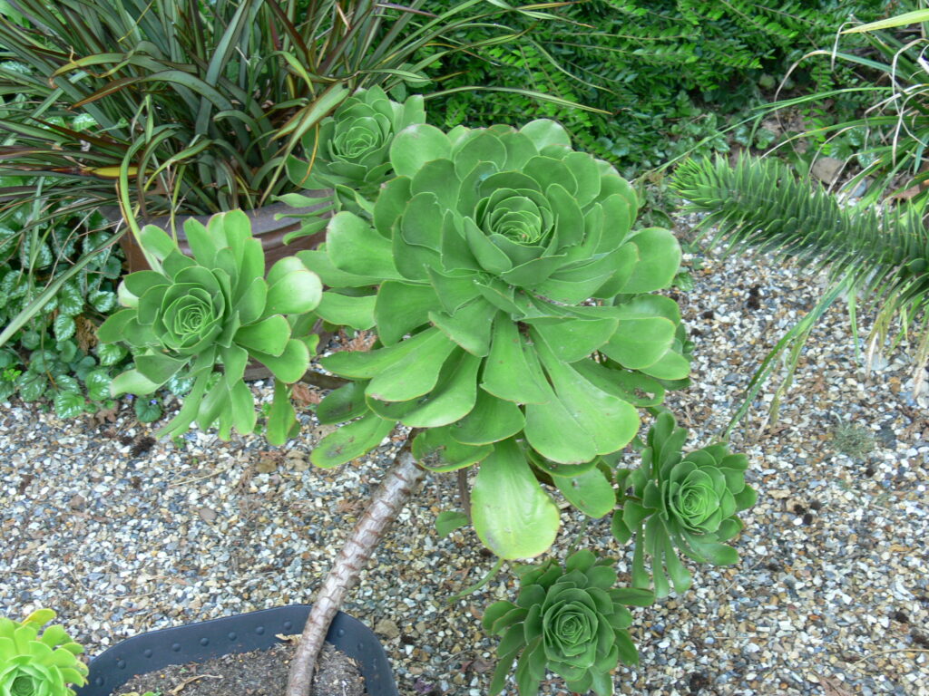 HOW TO GROW AND CARE FOR AEONIUM PLANTS? - plants bank