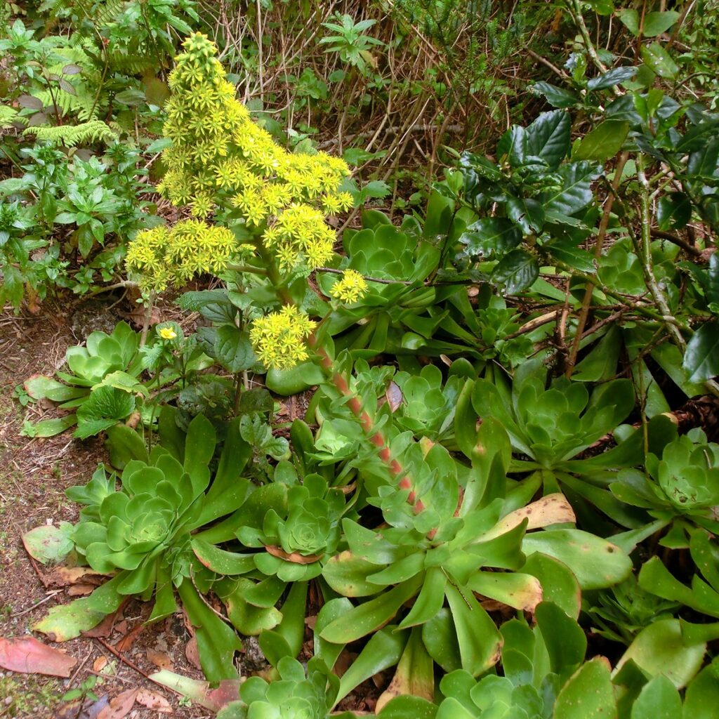 HOW TO GROW AND CARE FOR AEONIUM PLANTS? - plants bank