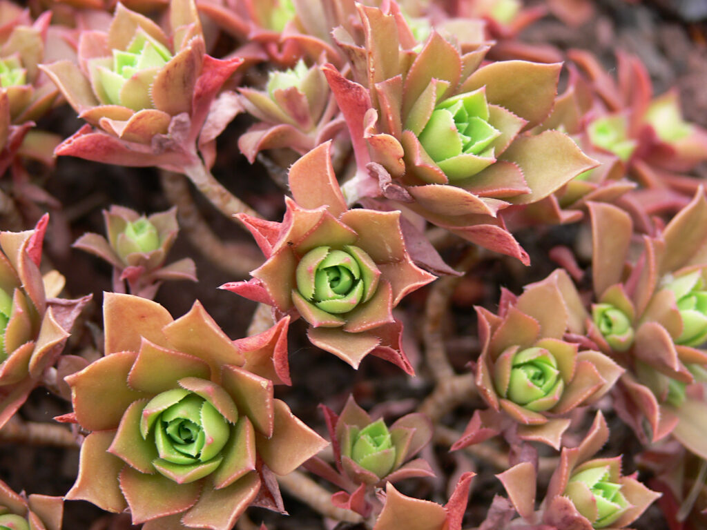 HOW TO GROW AND CARE FOR AEONIUM PLANTS? - plants bank