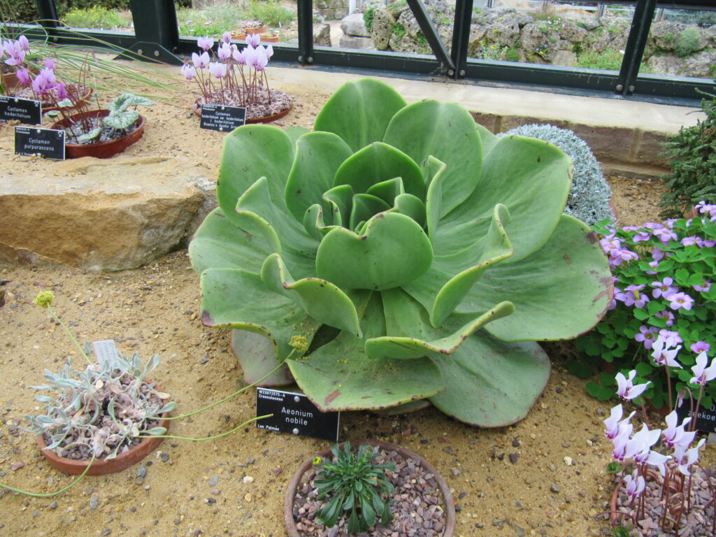 HOW TO GROW AND CARE FOR AEONIUM PLANTS? - plants bank