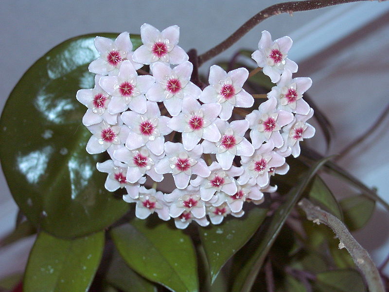 Hoya carnosa