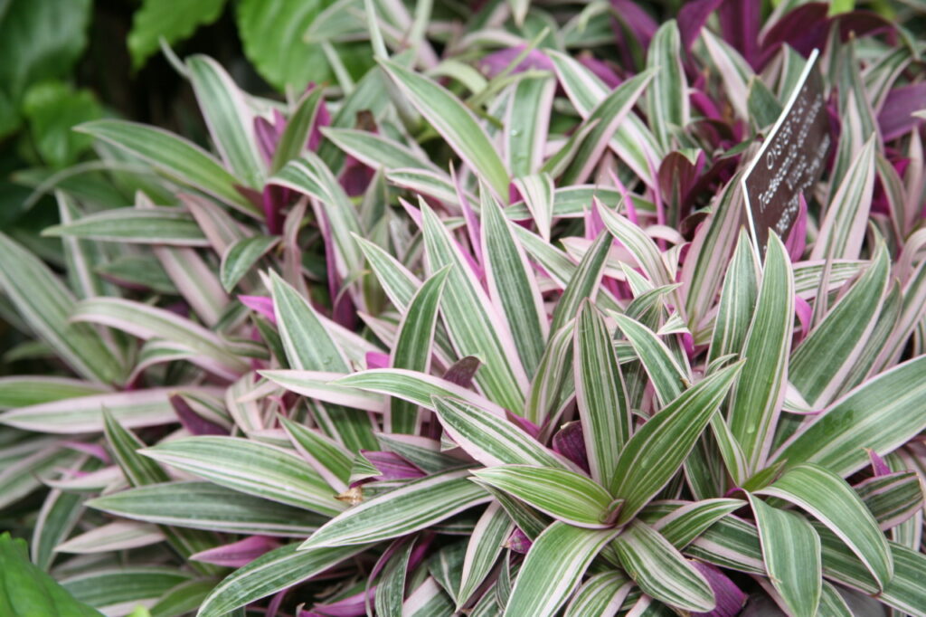 9 TYPES OF WANDERING JEW PLANTS (TRADESCANTIA) - SPECIES AND CARE TIPS - plants bank