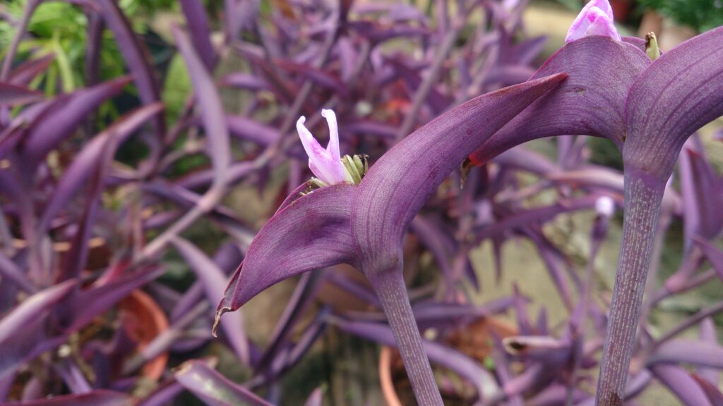 9 TYPES OF WANDERING JEW PLANTS (TRADESCANTIA) - SPECIES AND CARE TIPS - plants bank