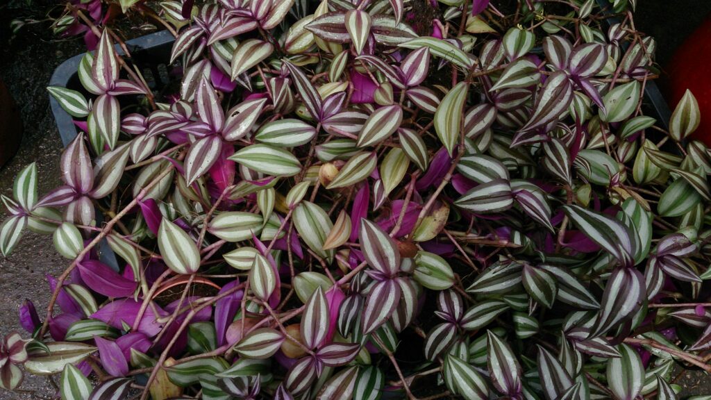 9 TYPES OF WANDERING JEW PLANTS (TRADESCANTIA) - SPECIES AND CARE TIPS - plants bank