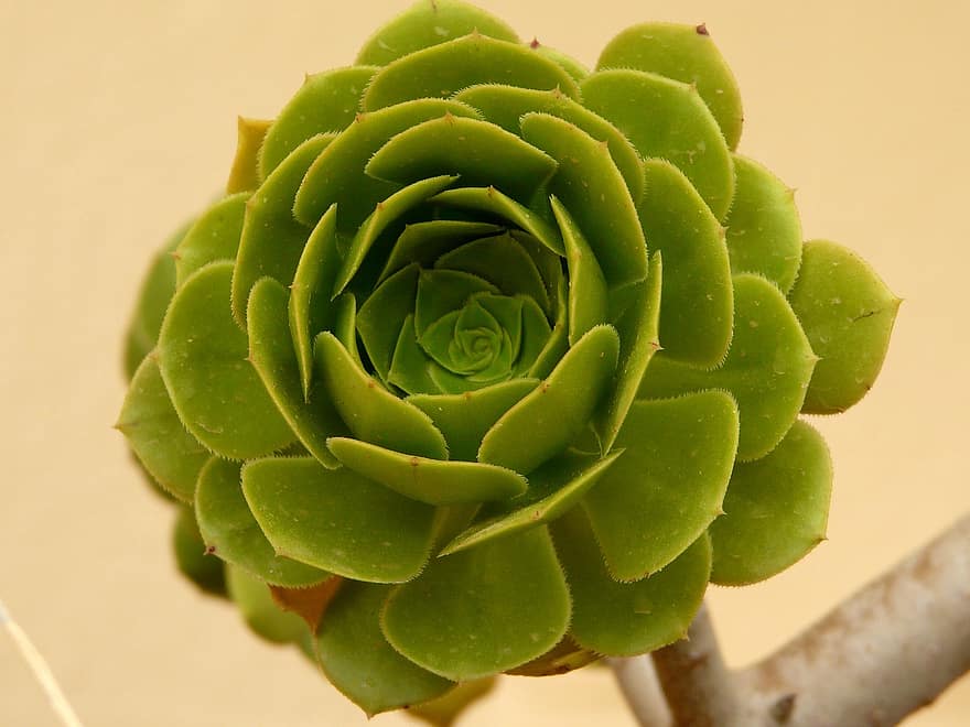 Aeonium arboreum - plants bank