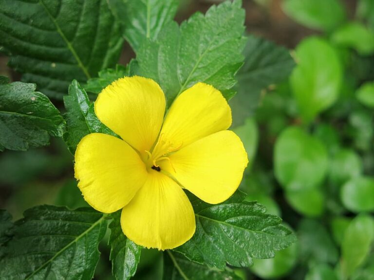 8 APHRODISIAC PLANTS THAT BOOST YOUR LIBIDO