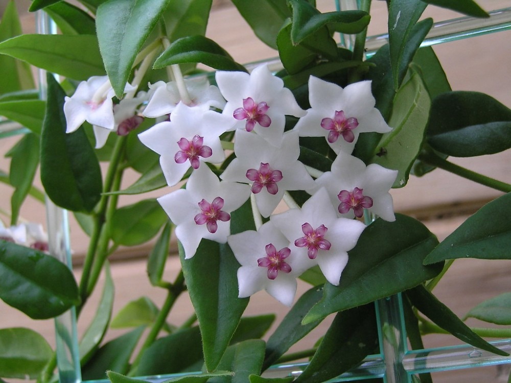 Hoya Bella plant in bloom