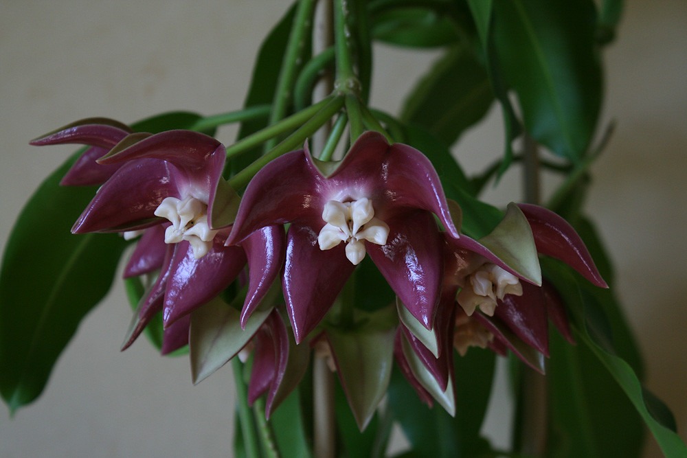 Hoya imperialis