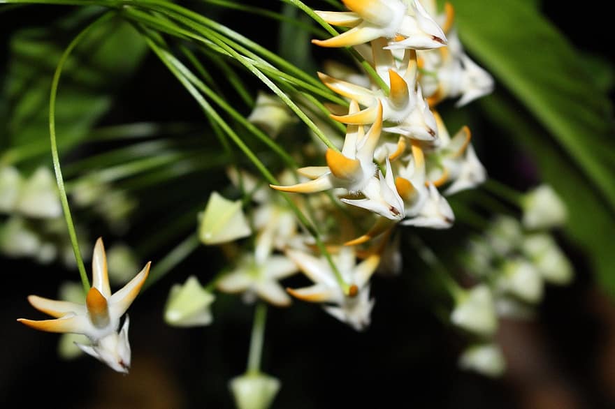 Hoya multiflora