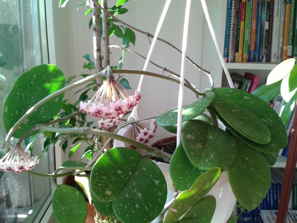 Popular Species Of Hoya Plant Grow And Care Tips