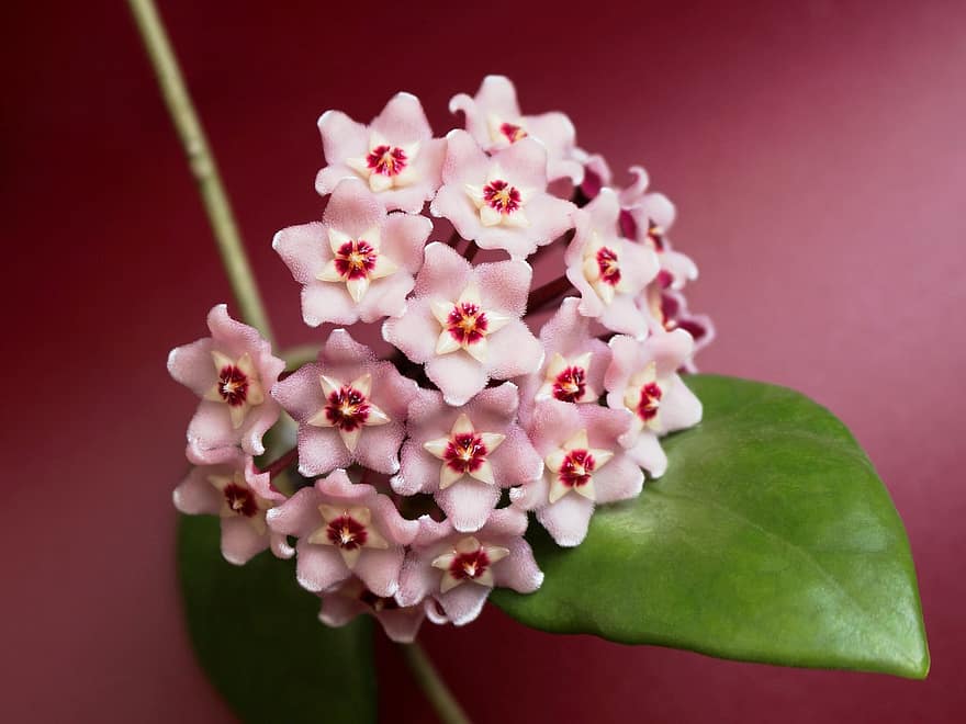 12 POPULAR SPECIES OF HOYA PLANT - GROW AND CARE TIPS