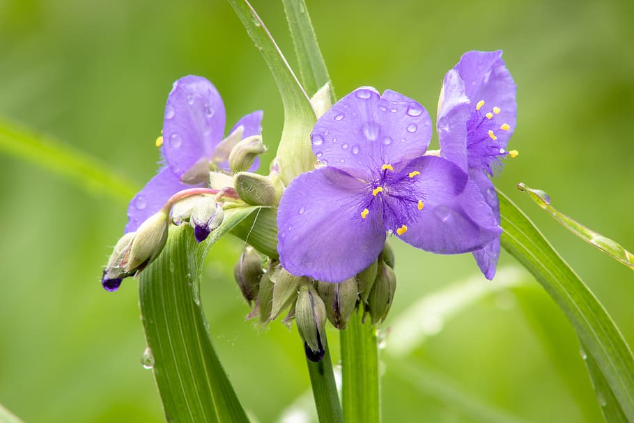 9 TYPES OF WANDERING JEW PLANTS (TRADESCANTIA) - SPECIES AND CARE TIPS - plants bank