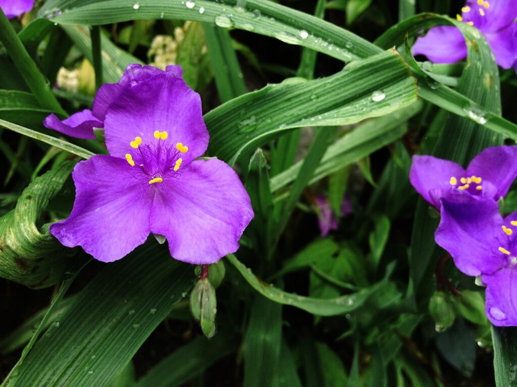 9 TYPES OF WANDERING JEW PLANTS (TRADESCANTIA) - SPECIES AND CARE TIPS - plants bank