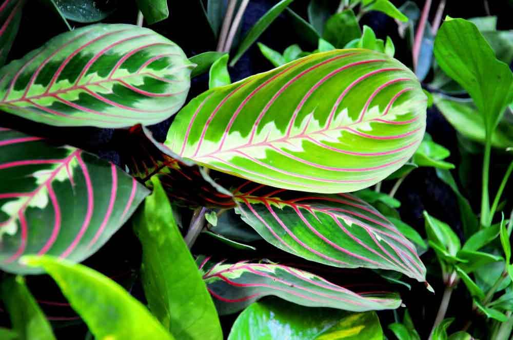  CALATHEA  PLANT POPULAR SPECIES  AND CARE TIPS