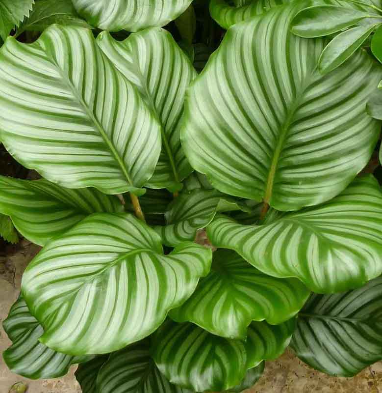 CALATHEA PLANT: POPULAR SPECIES AND CARE TIPS